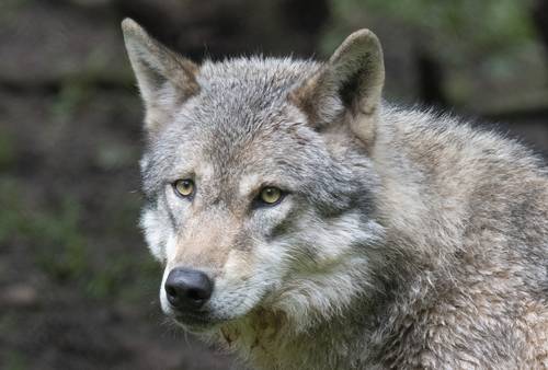 la-recuperacion-del-lobo-gris-genera-preocupacion-y-alegria-en-europa