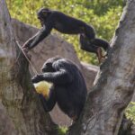 intercambios-gestuales-de-los-chimpances-se-asemejan-a-las-conversaciones-humanas