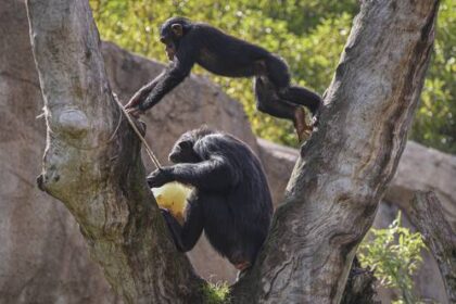 intercambios-gestuales-de-los-chimpances-se-asemejan-a-las-conversaciones-humanas