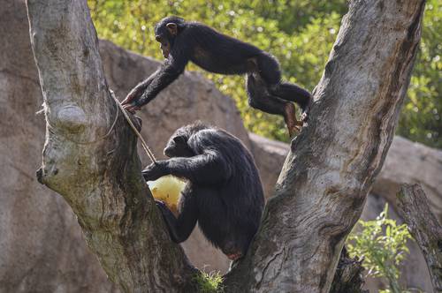 intercambios-gestuales-de-los-chimpances-se-asemejan-a-las-conversaciones-humanas