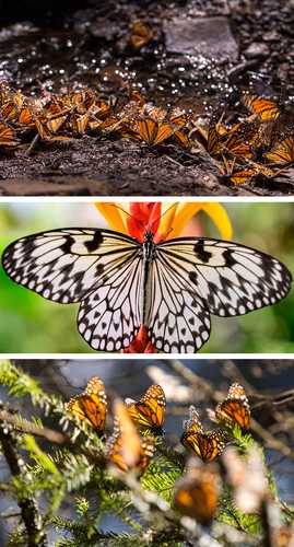 las-mariposas-pueden-polinizar-las-flores-gracias-a-la-electricidad