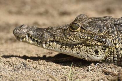 aplican-el-plan-sos-cocodrilo-para-problematica-de-las-interacciones-humanas-con-estos-animales