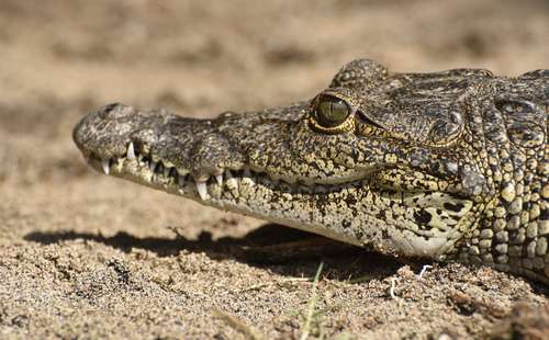 aplican-el-plan-sos-cocodrilo-para-problematica-de-las-interacciones-humanas-con-estos-animales