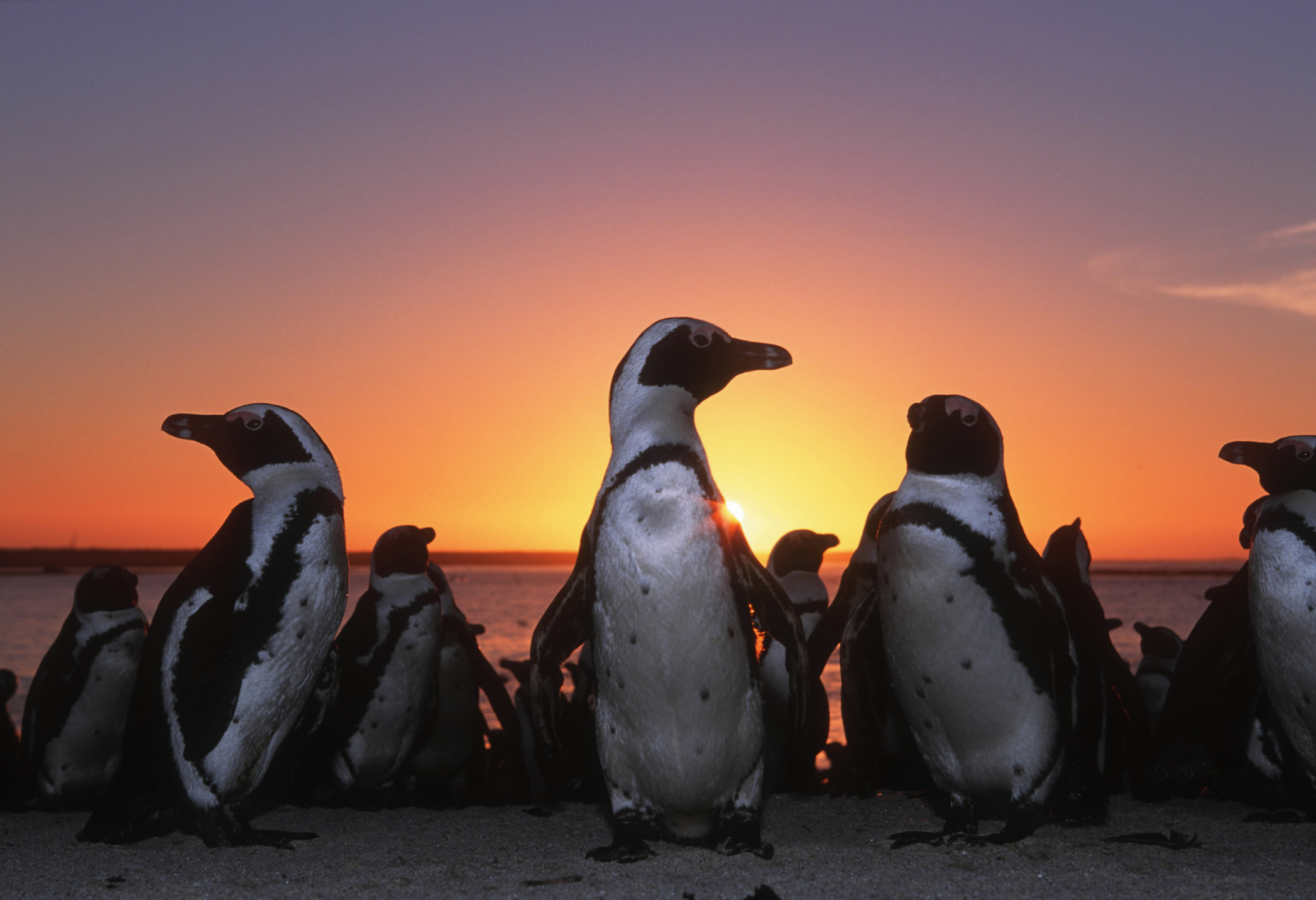 pinguinos rescate