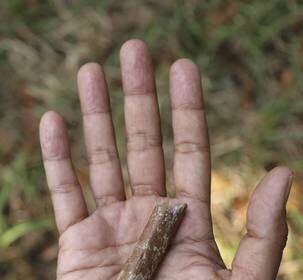 hallan-en-indonesia-fosiles-de-humanos-aun-mas-pequenos-que-los-hobbits