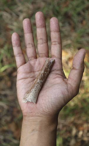 hallan-en-indonesia-fosiles-de-humanos-aun-mas-pequenos-que-los-hobbits