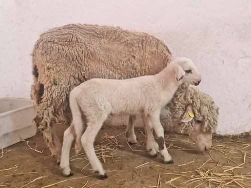 espana-crea-su-primer-cordero-geneticamente-modificado,-teodoro