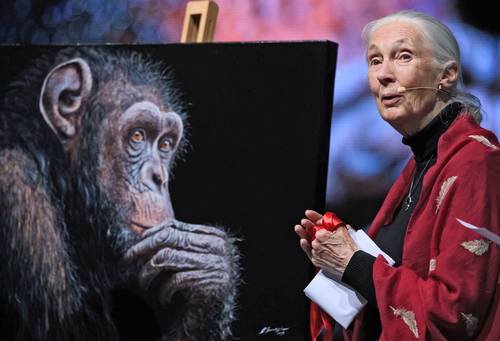 transformar-estilos-de-vida-frenara-calentamiento-global:-jane-goodall