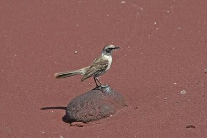 temen-extincion-de-aves-cucuves-en-las-islas-galapagos