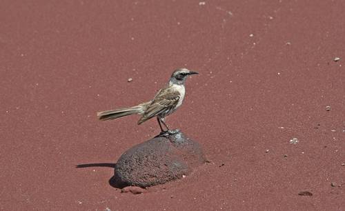 temen-extincion-de-aves-cucuves-en-las-islas-galapagos