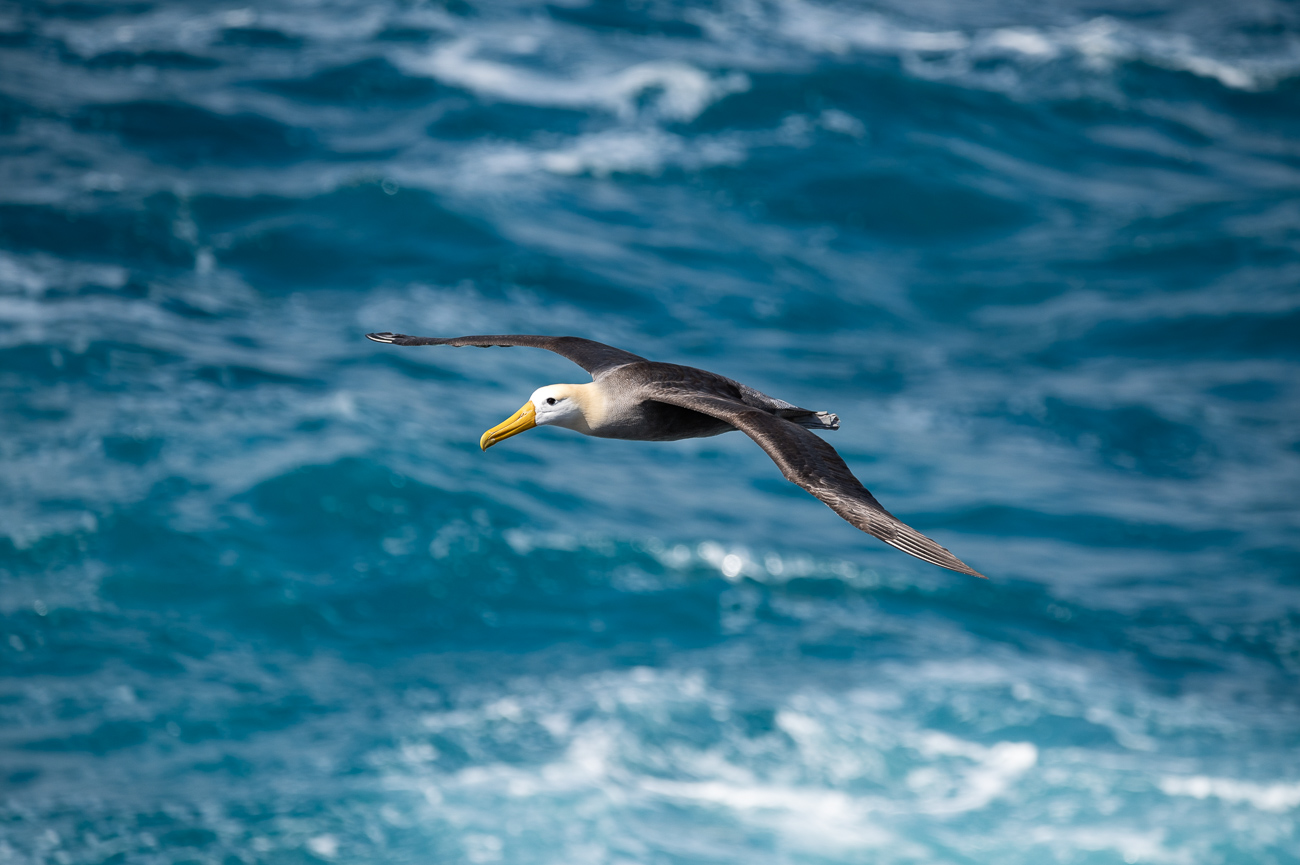 albatros-ondulado-isla-Espanola-Galapagos-Phoebastria-irrorata-Marck-Gutt