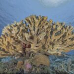 cientificos-descubren-que-el-coral-es-capaz-de-retener-microplasticos