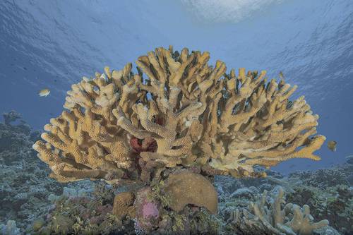 cientificos-descubren-que-el-coral-es-capaz-de-retener-microplasticos