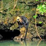 primate-de-vietnam-sobrevive-gracias-a-su-capacidad-de-beber-agua-salada