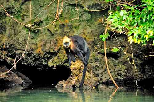 primate-de-vietnam-sobrevive-gracias-a-su-capacidad-de-beber-agua-salada