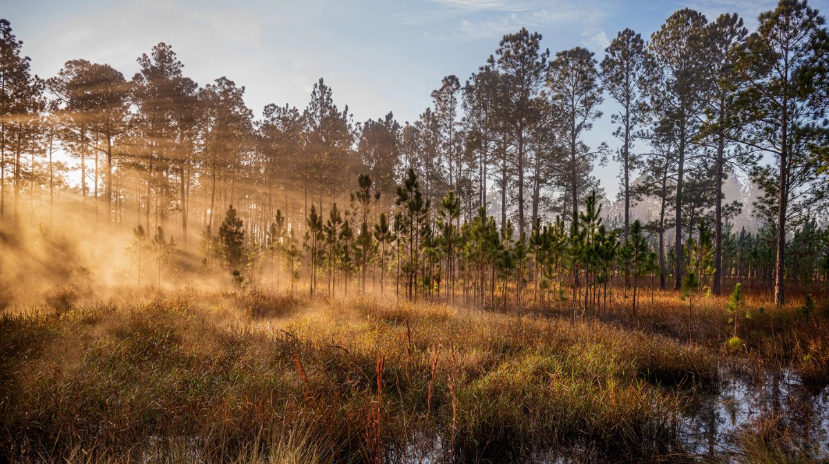 Nick-Conzone-bosque-florida