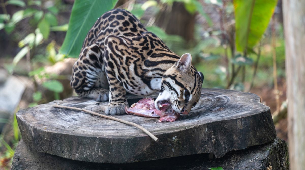 costa-rica-turismo-animales