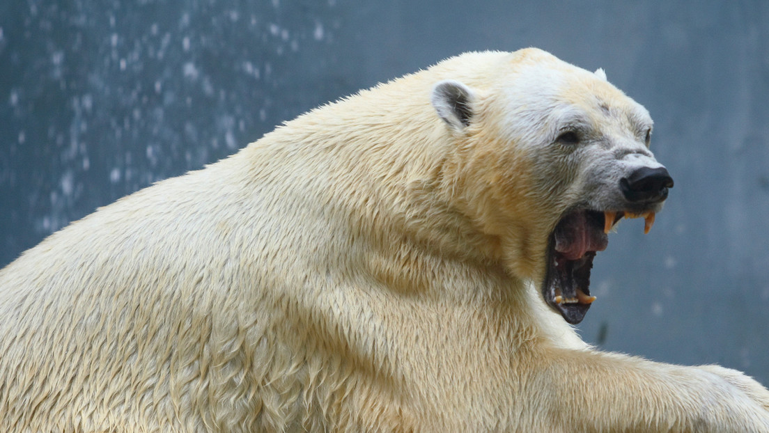 Un hombre se enfrenta a un oso polar en Canadá para proteger a su esposa