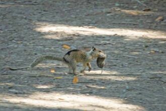 descubren-ardillas-carnivoras:-cazan-y-comen-roedores