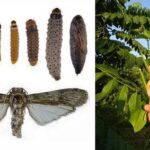 investigadores-consiguen-reproducir-en-cautiverio-al-insecto-barrenador-de-caoba