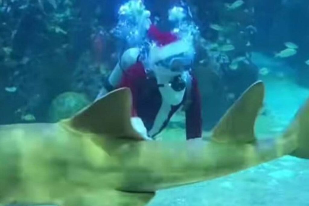 Santa Claus hizo una aparición especial en la pecera oceánica.