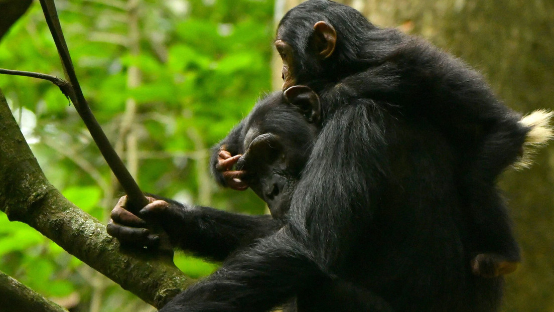 Chimpancés salvajes muestran una curiosa capacidad que une aún más a humanos y primates