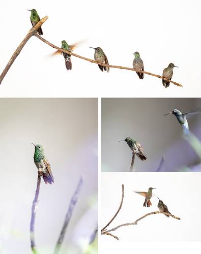 diez-anos-del-jardin-de-colibries-de-la-fes-iztacala