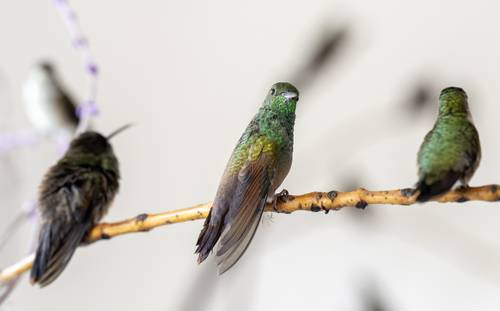 el-proyecto-jardines-de-colibries-busca-que-la-especie-sobreviva-en-entornos-urbanos