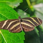 alertan-sobre-disminucion-de-mariposas-en-el-territorio-continental-de-estados-unidos