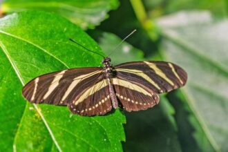 alertan-sobre-disminucion-de-mariposas-en-el-territorio-continental-de-estados-unidos