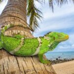 ancestros-de-la-iguana-de-fiyi-viajaron-mas-de-8-mil-km-desde-norteamerica