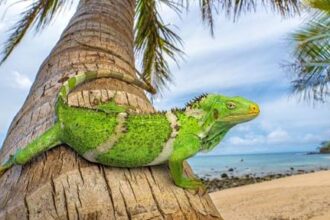 ancestros-de-la-iguana-de-fiyi-viajaron-mas-de-8-mil-km-desde-norteamerica