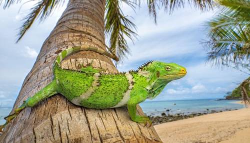 ancestros-de-la-iguana-de-fiyi-viajaron-mas-de-8-mil-km-desde-norteamerica