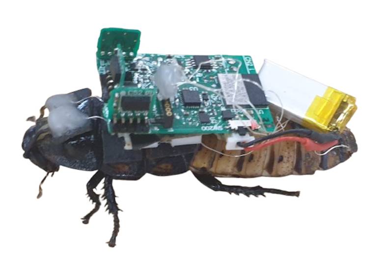 Cucaracha cyborg