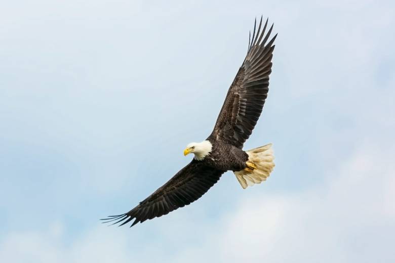 águila, vuelo de Lévy