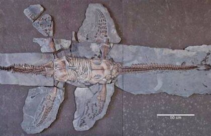 nuevo-fosil-de-plesiosaurio-revela-secretos-de-la-evolucion-marina