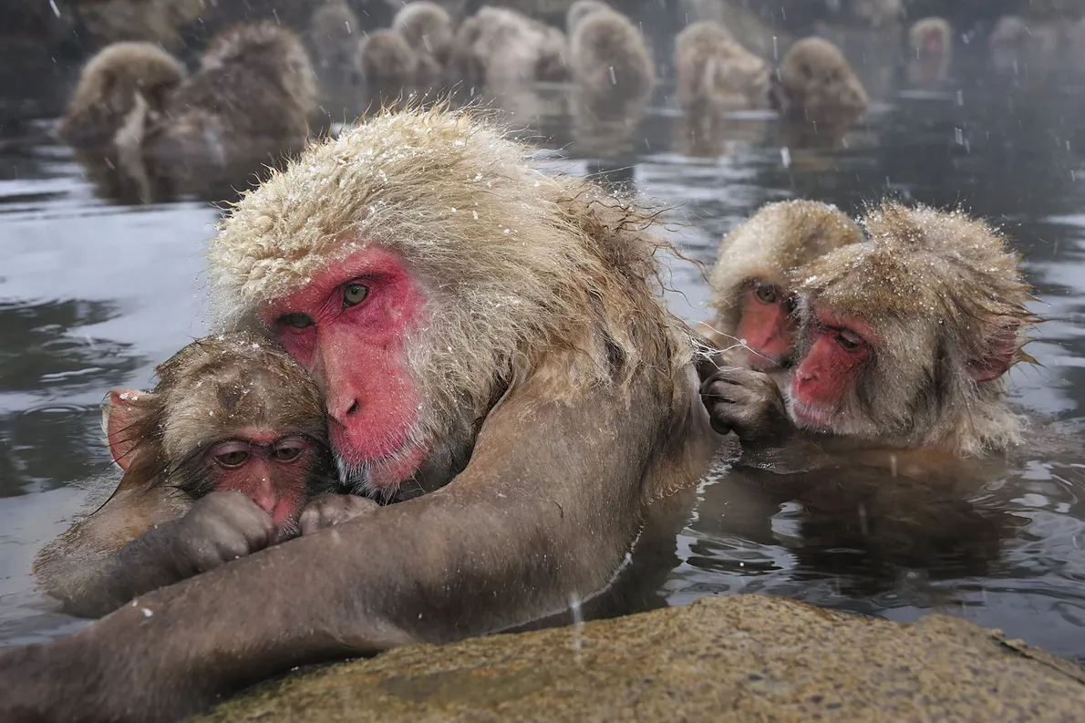 mothers-day-animals-gallery mothers-day-animals-gallery