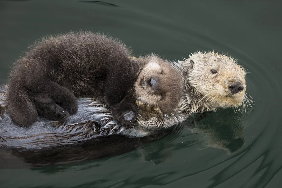 mothers-day-animals-gallery mothers-day-animals-gallery