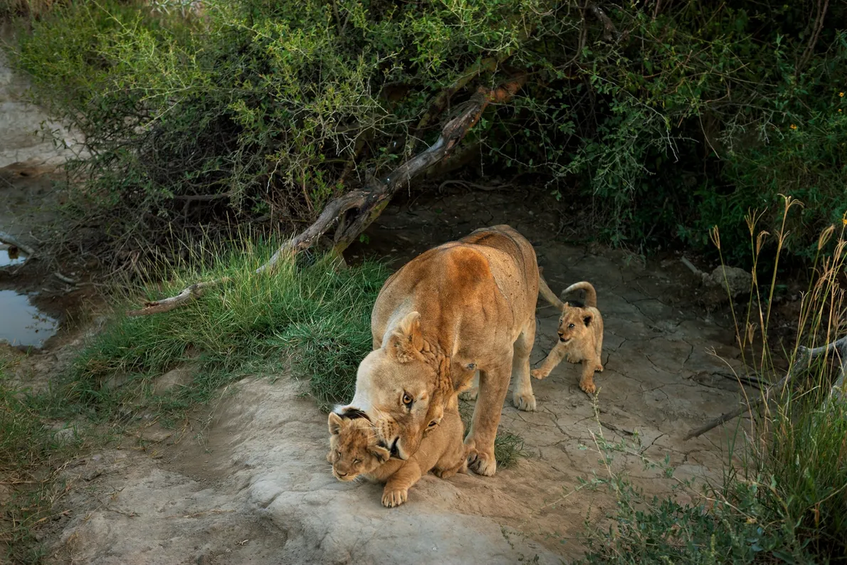 mothers-day-animals-gallery mothers-day-animals-gallery