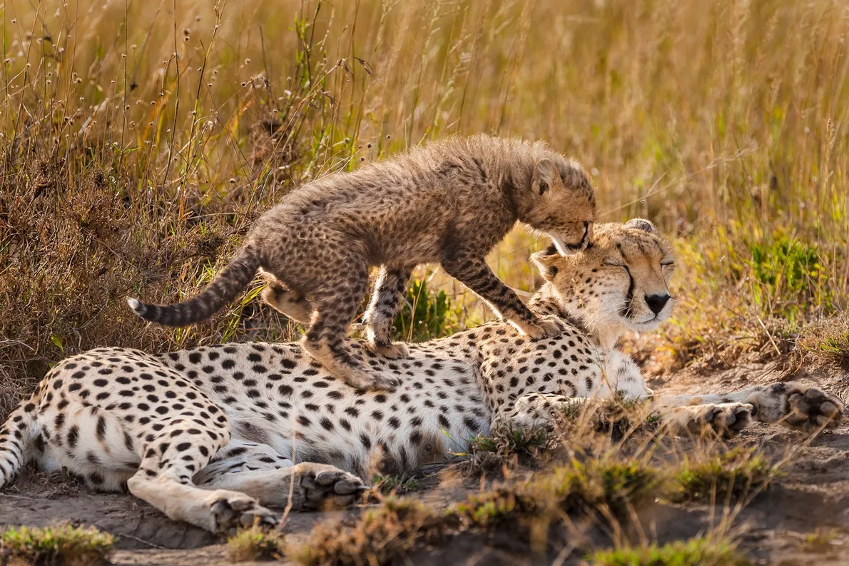 mothers-day-animals-gallery mothers-day-animals-gallery