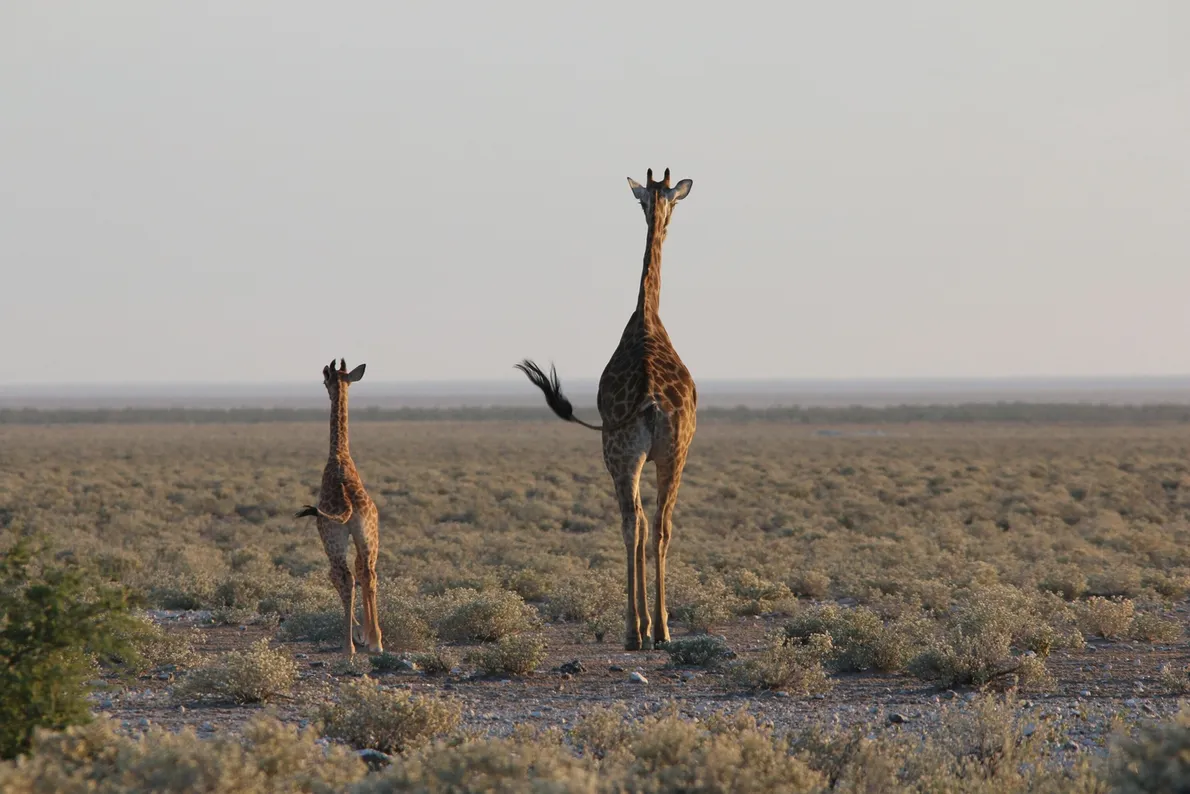 mothers-day-animals-gallery mothers-day-animals-gallery