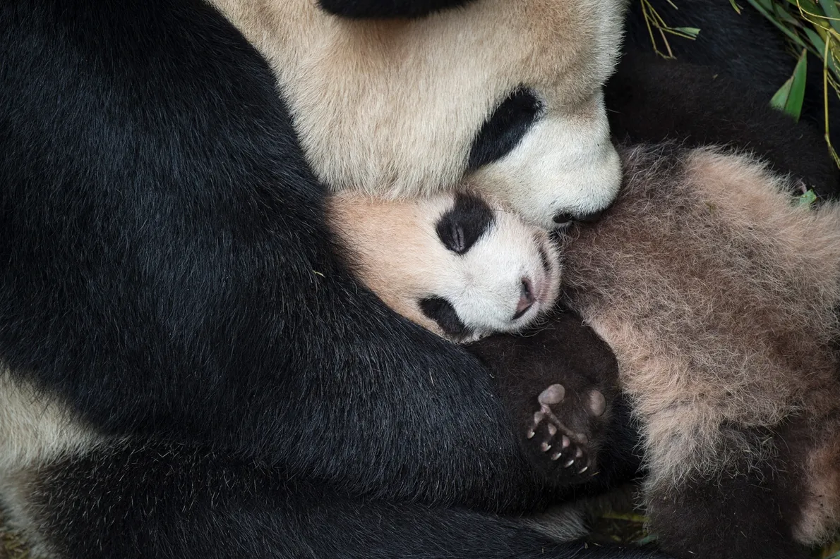 mothers-day-animals-gallery mothers-day-animals-gallery