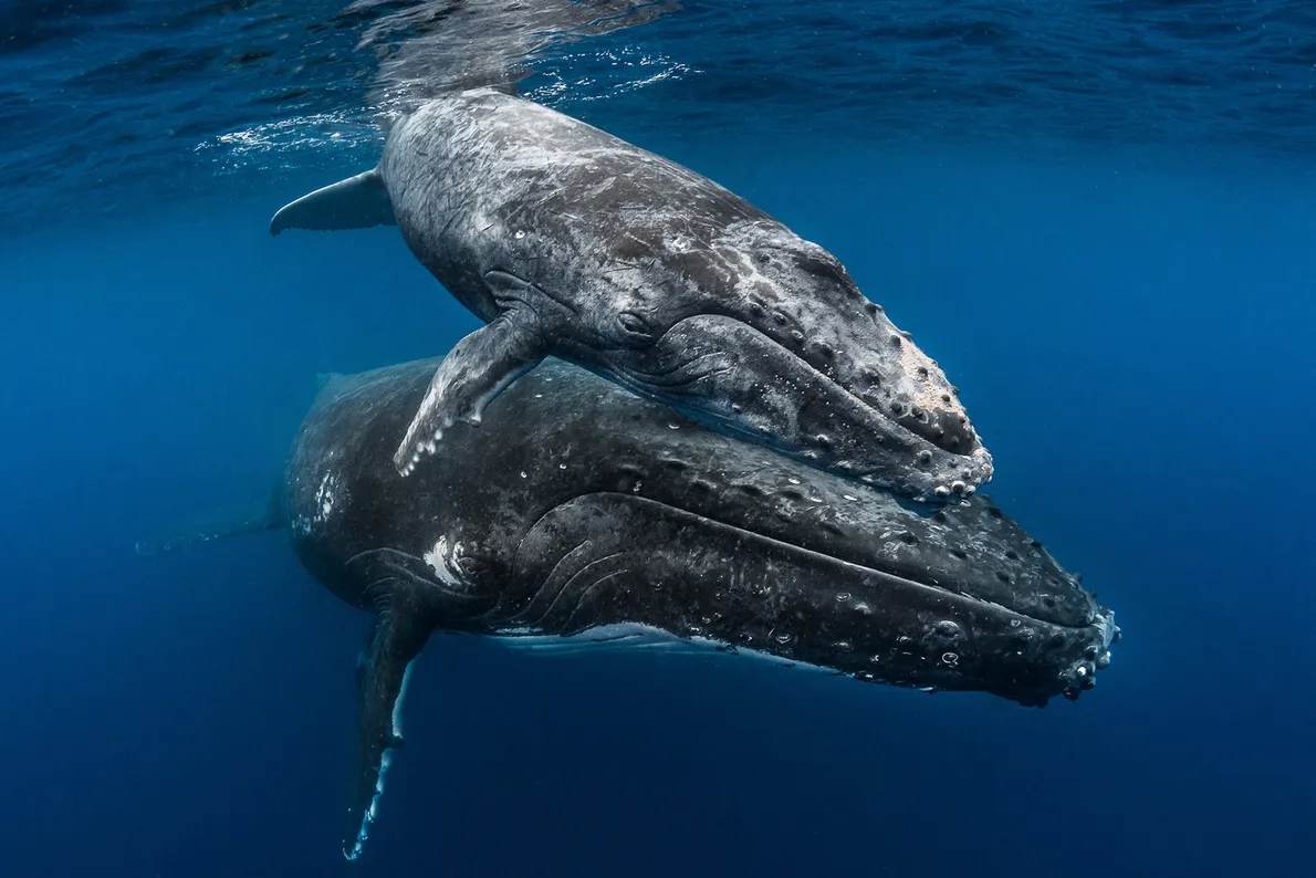 mothers-day-animals-gallery mothers-day-animals-gallery