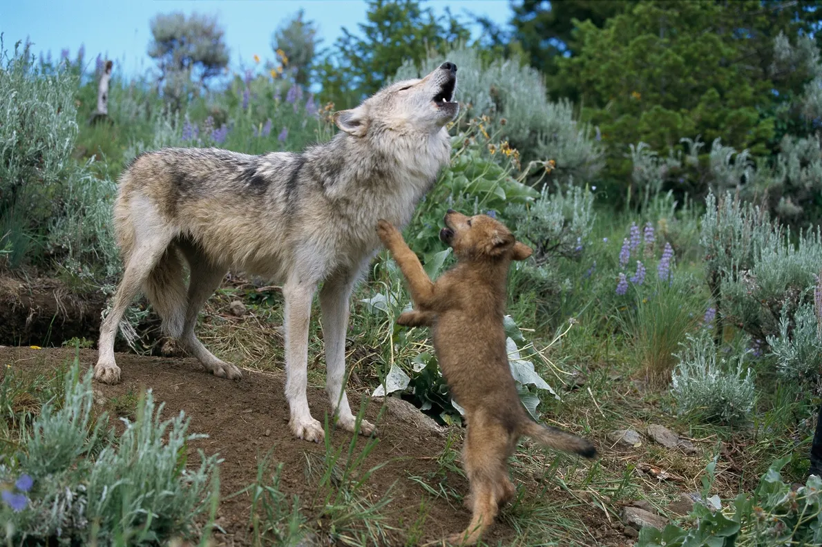 mothers-day-animals-gallery mothers-day-animals-gallery